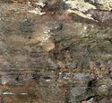 Пробковый пол Corkstyle Fantasy Stone 6 мм Fossil