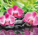 Кухонный фартук ПВХ Орхидея розовая