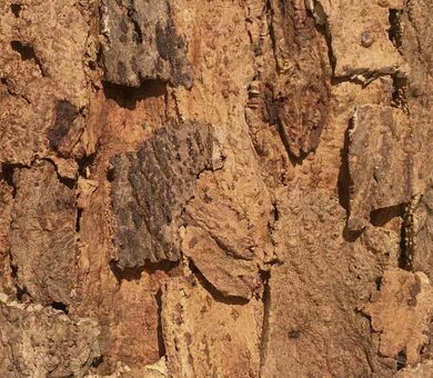 Настенное покрытие из пробки IberCork Форментера 25 мм