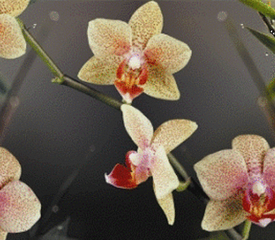 Кухонный фартук ХДФ Орхидея