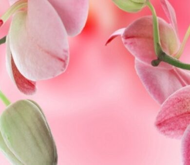 Кухонный фартук ХДФ Орхидея № 3 розовая